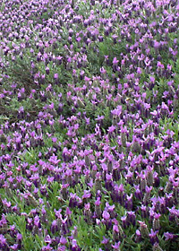 Lavandula stoechas 'Winter Bee'